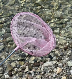 Follow the Duck Strandlegetøj*Net - Telescopic Net - Blush Rose